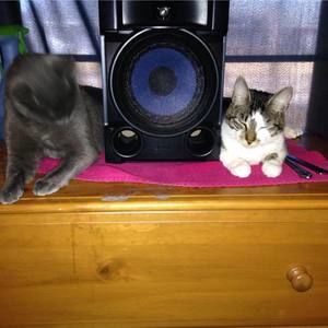 Meet your Posher, Cheryl